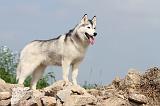 SIBERIAN HUSKY 097